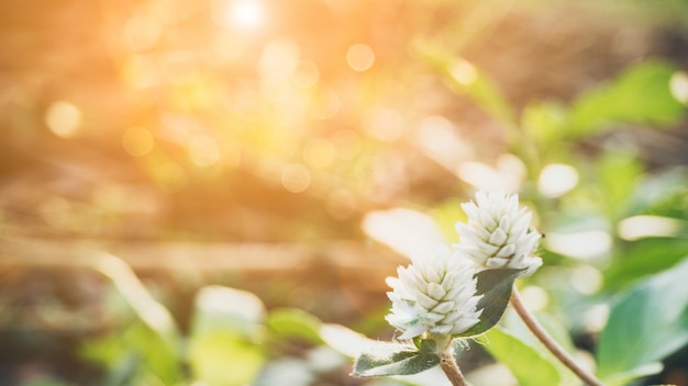 White Globe Amaranth flower (Bachelor Button or Globe Flower) in the garden and blur background.