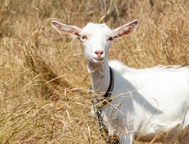 White goat among dry plants