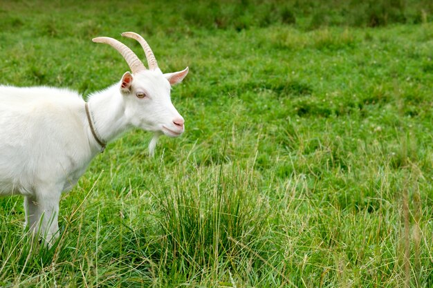 White goat on green grass meadow