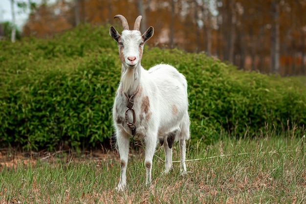 White goat in the meadow, against the backdrop of vegetation.