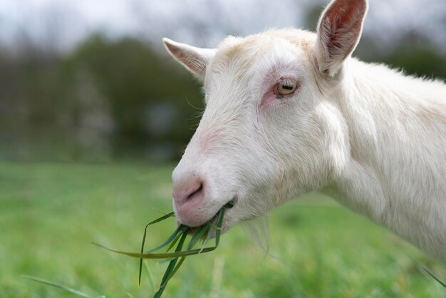 White goat in the summer on a meadow closeup