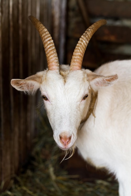 White goat with horns in a barn