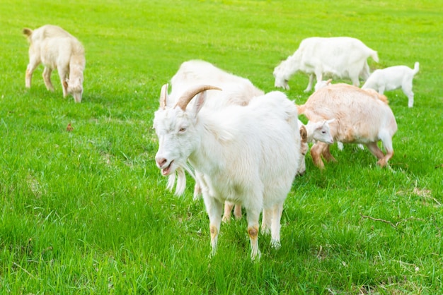 White goat with kid on green grass