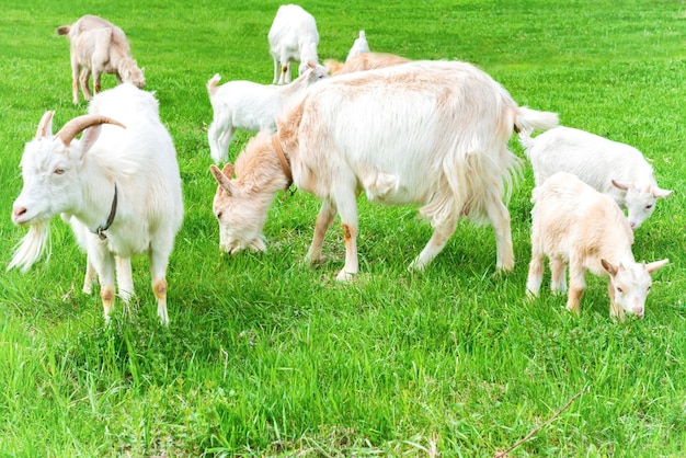 White goat with kid on green grass