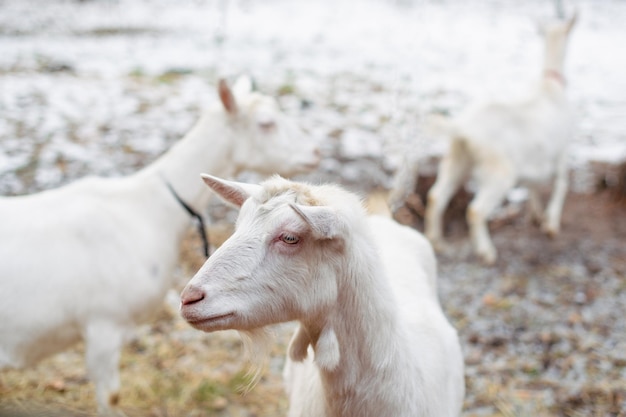 White goats on a farm in winter.