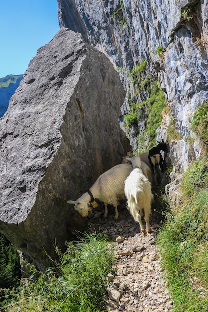 White goats with bell grazing in the Swiss Alps near Appenzell in the Alpstein mountain range Ebenalp Switzerland