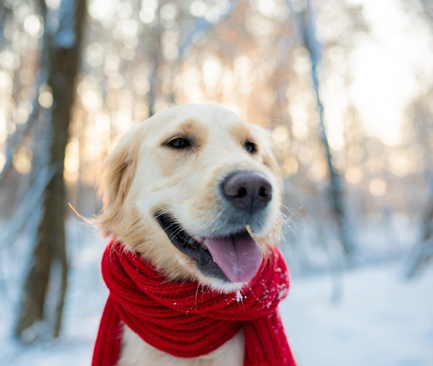 White golden retriever in red scarf outdoors at winter time