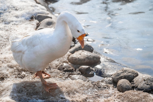 White goose by pond in winter White feathered domestic geese walking in a pond in winter white goose on lake beach