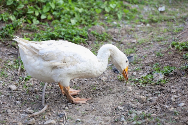 The white goose is stand on garden in summer