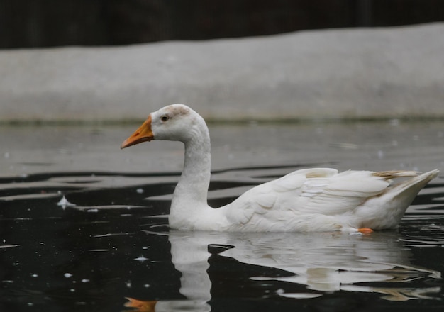 A white goose is swimming in the water with a piece of ice in the background.