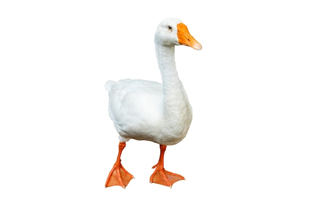 White goose isolated on white background. File contains with clipping path so easy to work.