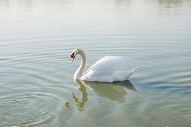 White goose in the pond and looking towards people focus selective