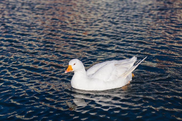 White goose with orange beak on the background of a beautiful landscape