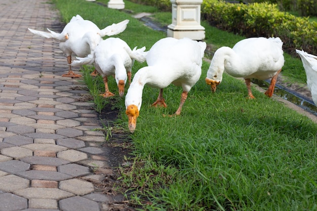 White gooses foraging in the park