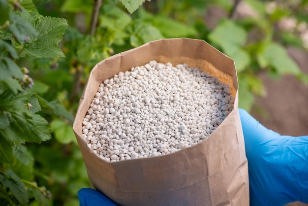 White granules of fertilizer in paper bag in hands of a gardener before fertilizing in Spring