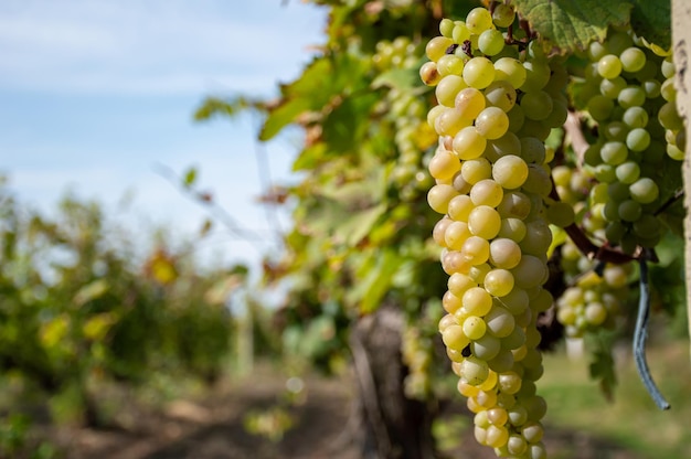 White grapes hanging from a vine