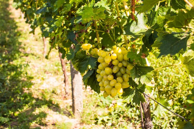 White grapevine, selective focus with blur background