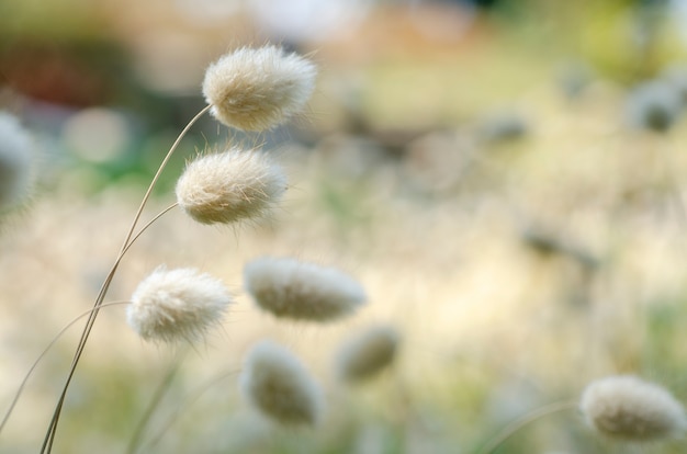 White grass blur with blurred background.