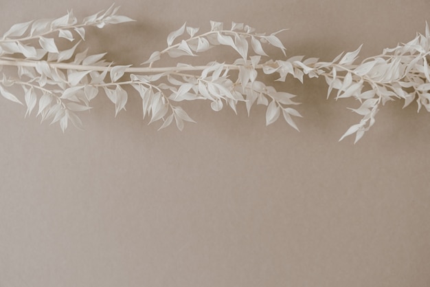 White grass branch on neutral pastel beige background.