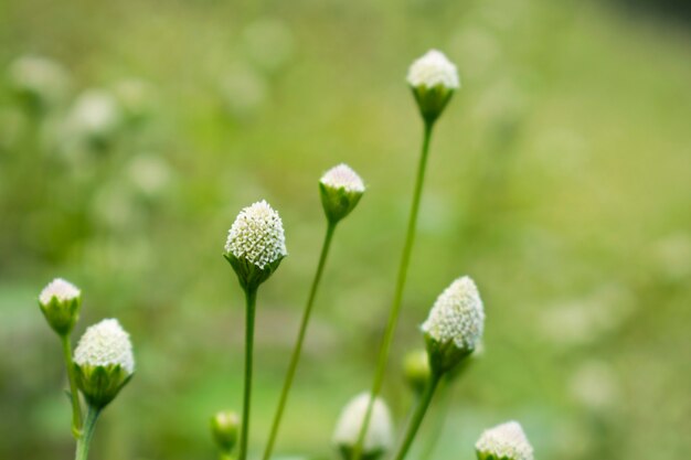 White grass flower