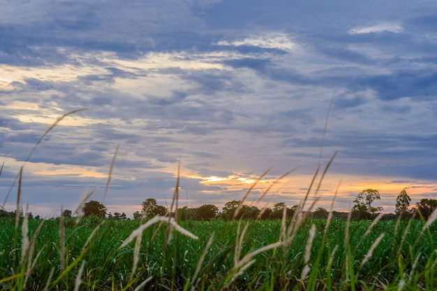 White grass flowers and the evening sky