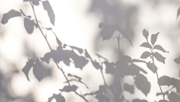 White gray background shadow rose bush