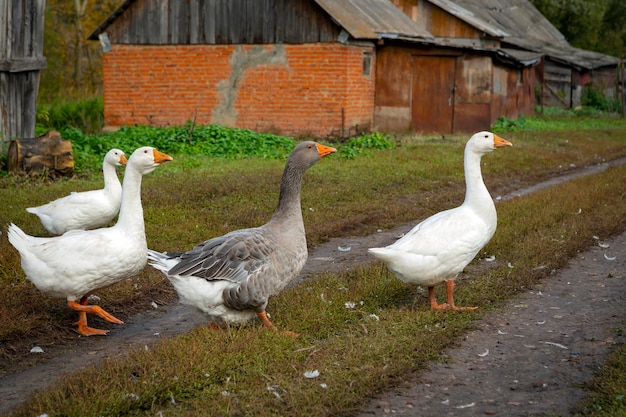 White and gray geese walk around the village. Close-up..