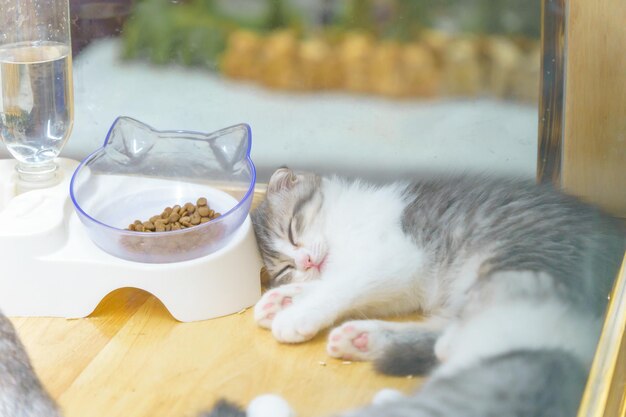 White and gray Scottish cat Closeup with blurred background