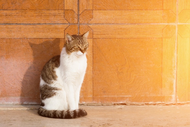 White and gray tabby cat sitting next to wooden wall sunny