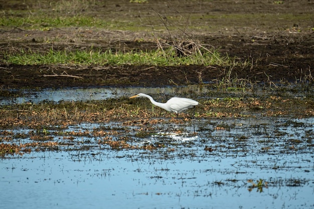 White great egret bird hunting on Florida wetland in summer