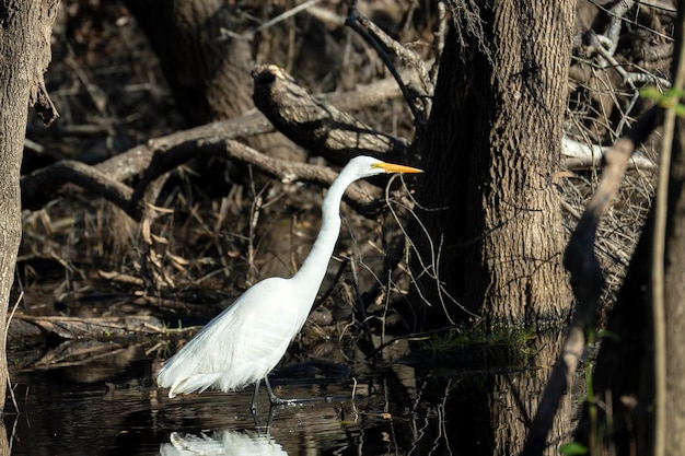 White great egret bird hunting on Florida wetland in summer