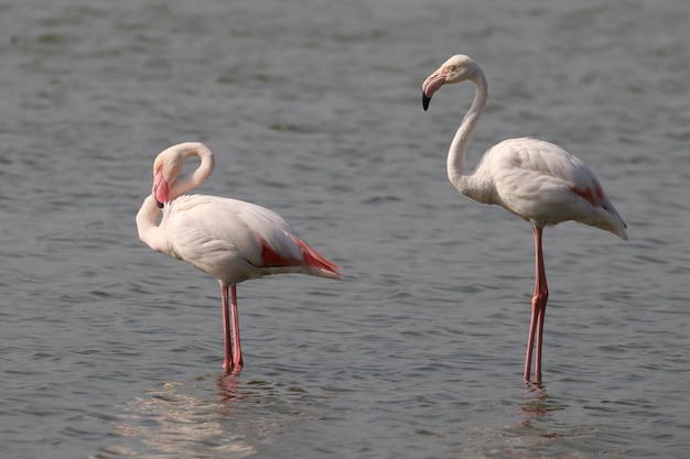 White Greater flamingoes in the lake