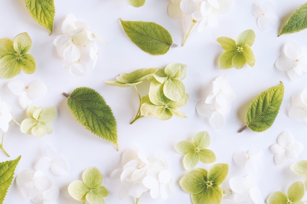 White green flowers background on hydrangea floral texture flatlay