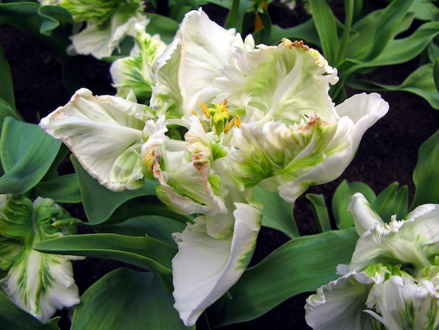 White green tulip flower of an unusual shape and color, very beautiful, close-up, spring flowers