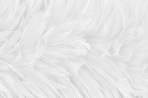 White grey bird feathers pattern texture background