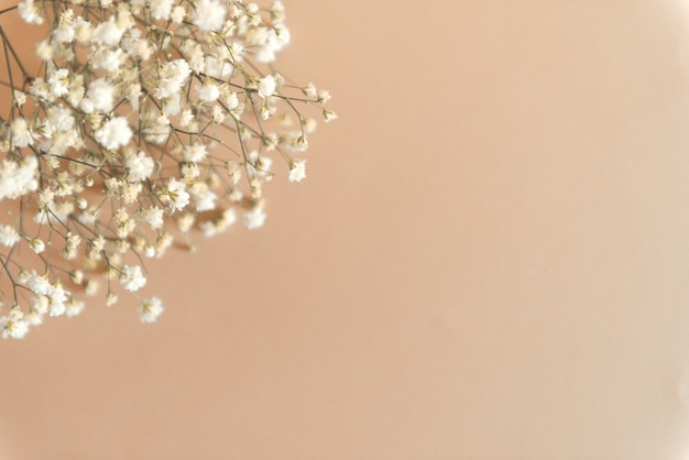 white gypsophila flowers on a beige background copy spce