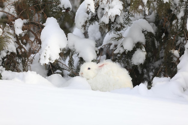 white hare in the forest in winter