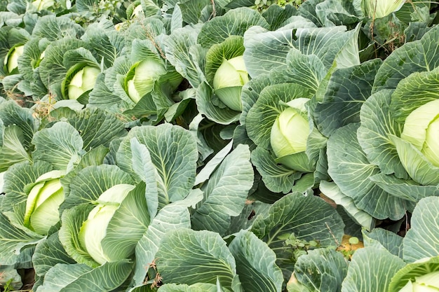 White head cabbages in line grow on field, agriculture