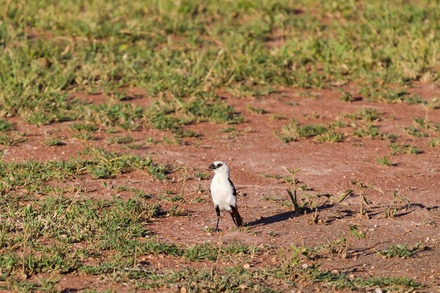 White-headed Buffalo-Weaver. Serengeti, Tanzania