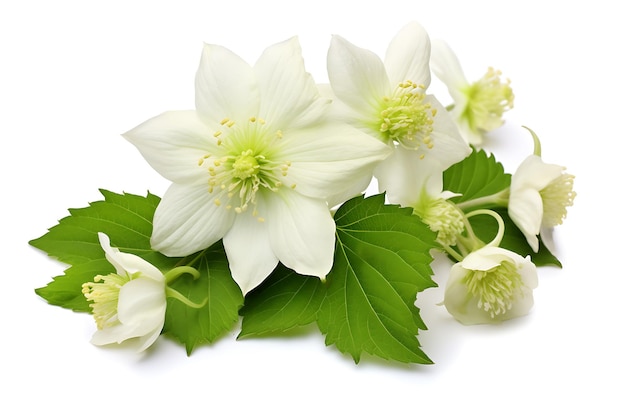 White hellebore flowers with green leaves isolated on white background