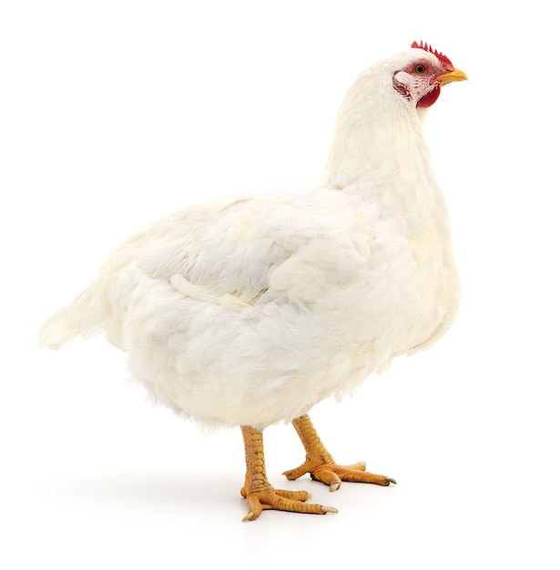 White hen isolated on white