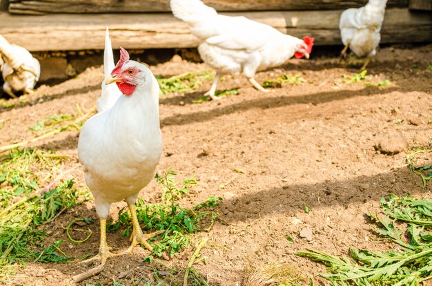 White hens are freely walking in the farmyard in search of food.