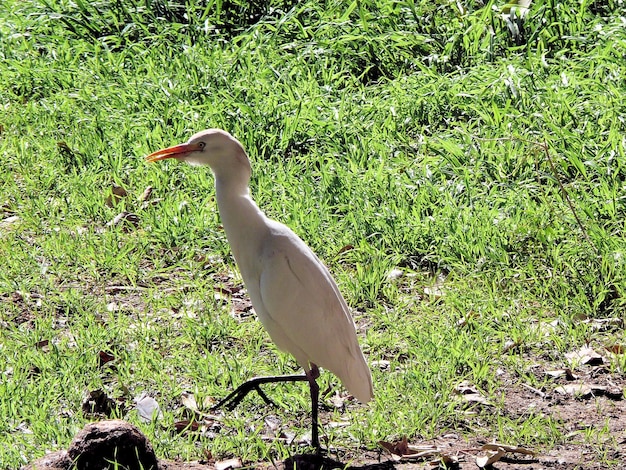 White Heron fishing in the river