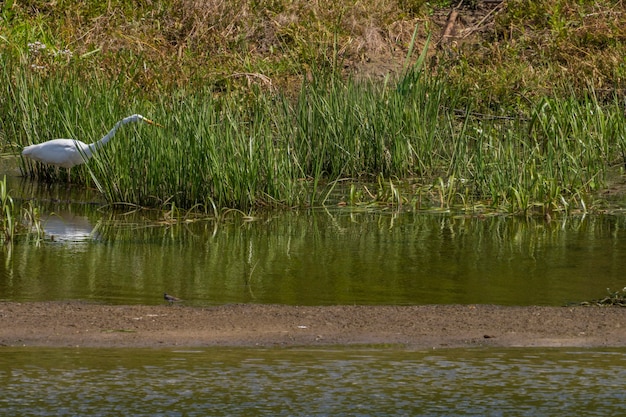 White heron hunting in the evening Desna river Ukraine