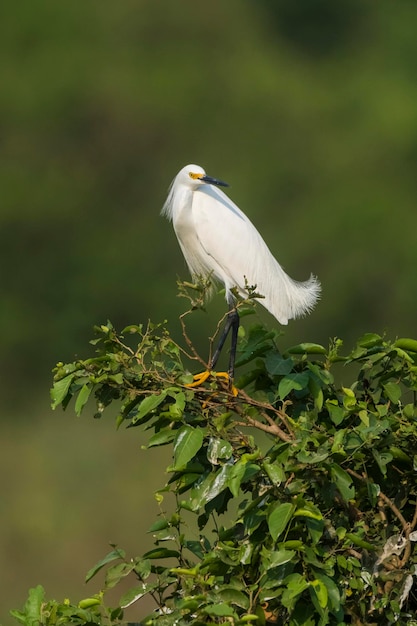 White heron perched on the vegetation Pantanal Brazil