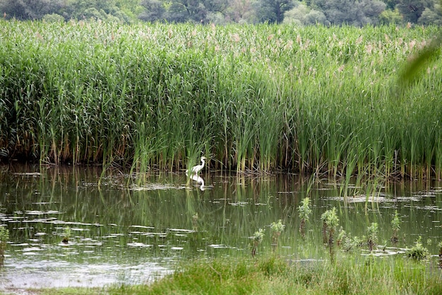 A white heron stands in the pond amid reeds.