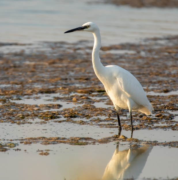 White heron in the swamp, selective focus.