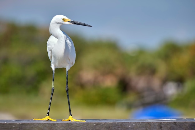 White heron wild sea bird also known as great egret on seaside in summer