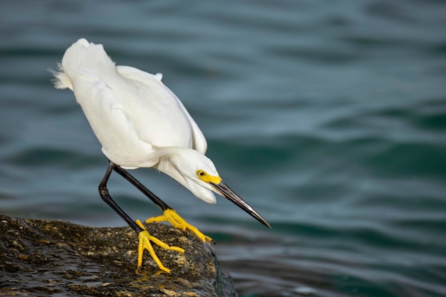 White heron wild sea bird also known as great or snowy egret hunting on seaside in summer