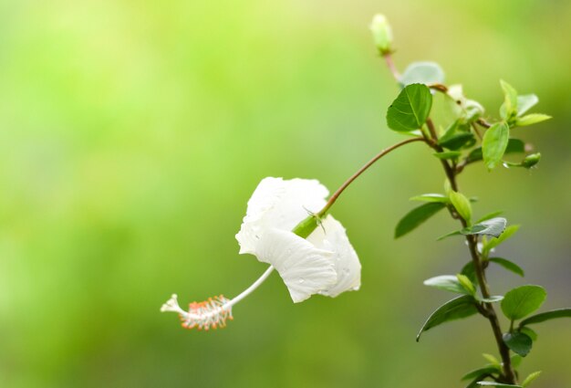 White hibiscus flower in the tropical garden